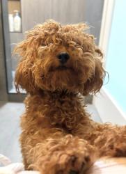 Lost Female Dog last seen danby ave and floral, Whittier, CA 90602