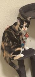 Lost Female Cat last seen SAN Luis az Santa Cecilia 4, San Luis, AZ 85349