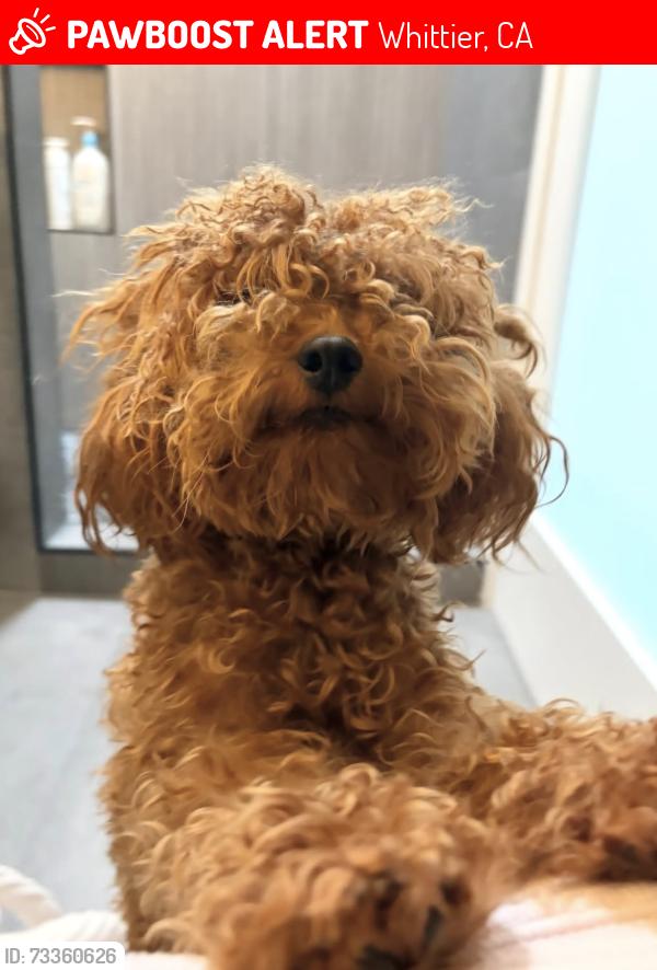 Lost Female Dog last seen danby ave and floral, Whittier, CA 90602