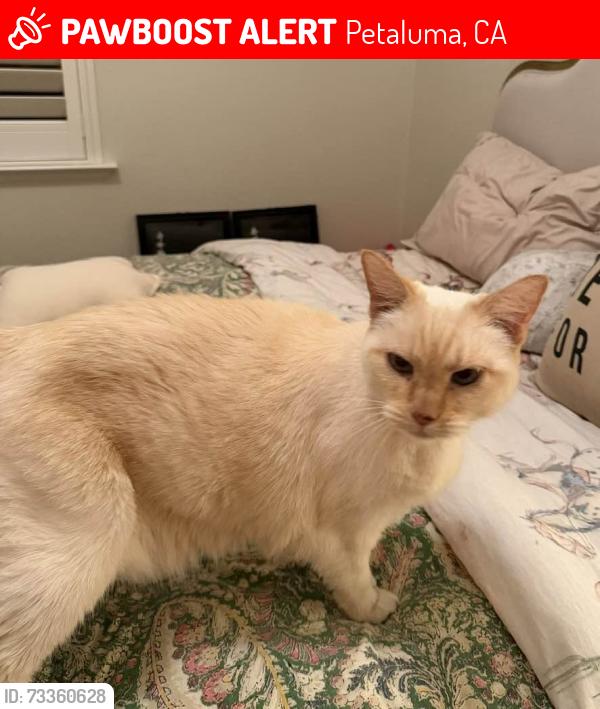 Lost Female Cat last seen Selmart Ln, back of hse on Rainier- Near Sonoma Mountain Elementary School, Petaluma, CA 94954