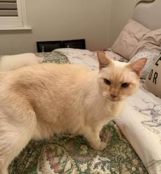 Lost Female Cat last seen Selmart Ln, back of hse on Rainier- Near Sonoma Mountain Elementary School, Petaluma, CA 94954