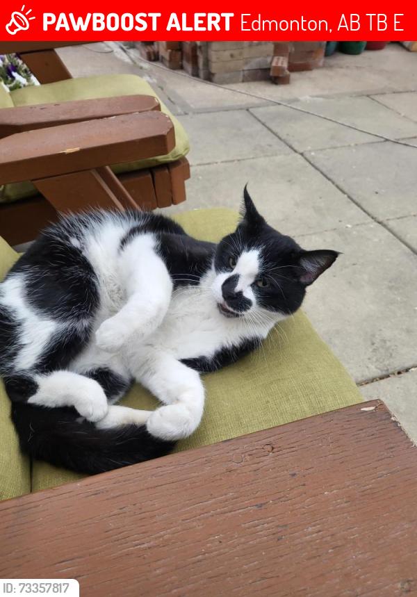 Lost Female Cat last seen Seniors complex by borden park, Edmonton, AB T5B 0E5