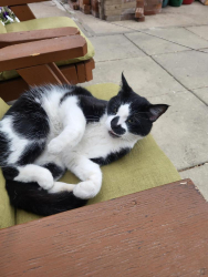 Lost Female Cat last seen Seniors complex by borden park, Edmonton, AB T5B 0E5