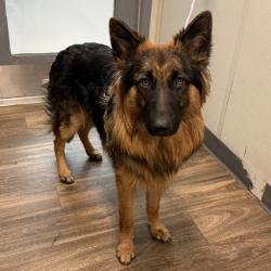 Shelter Stray Unknown Dog last seen Near Idaho Street, San Diego, CA, 92104, 5500 Gaines St, San Diego, CA 92110, USA