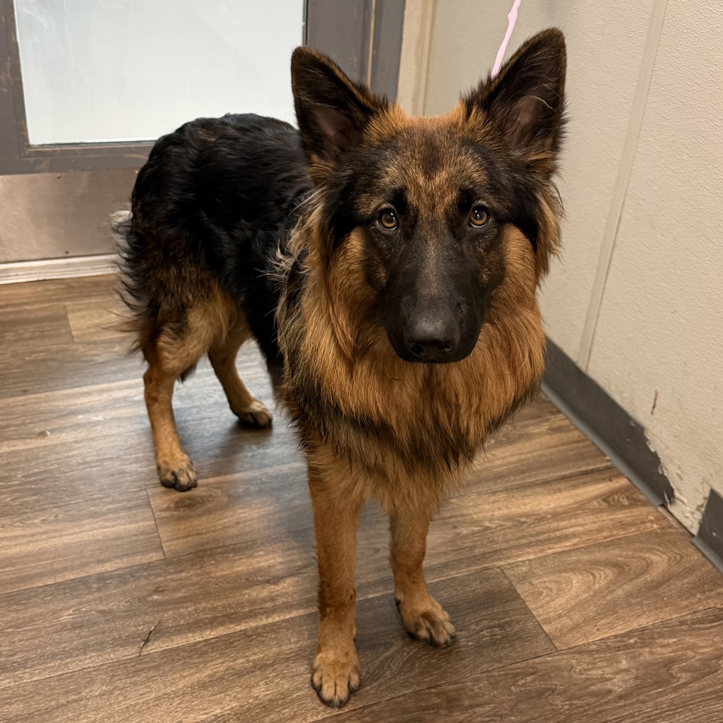 Shelter Stray Unknown Dog last seen Near Idaho Street, San Diego, CA, 92104, 5500 Gaines St, San Diego, CA 92110, USA