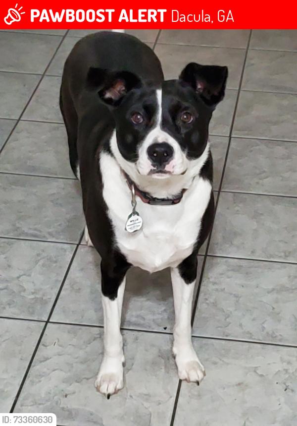 Lost Male Dog last seen Near Braselton Hwy and Cain Circle, Dacula, GA 30019