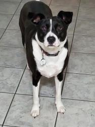 Lost Male Dog last seen Near Braselton Hwy and Cain Circle, Dacula, GA 30019