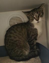 Shelter Stray Female Cat last seen Near N 2nd Street, El Cajon, CA, 92021, El Cajon, CA 92020, USA
