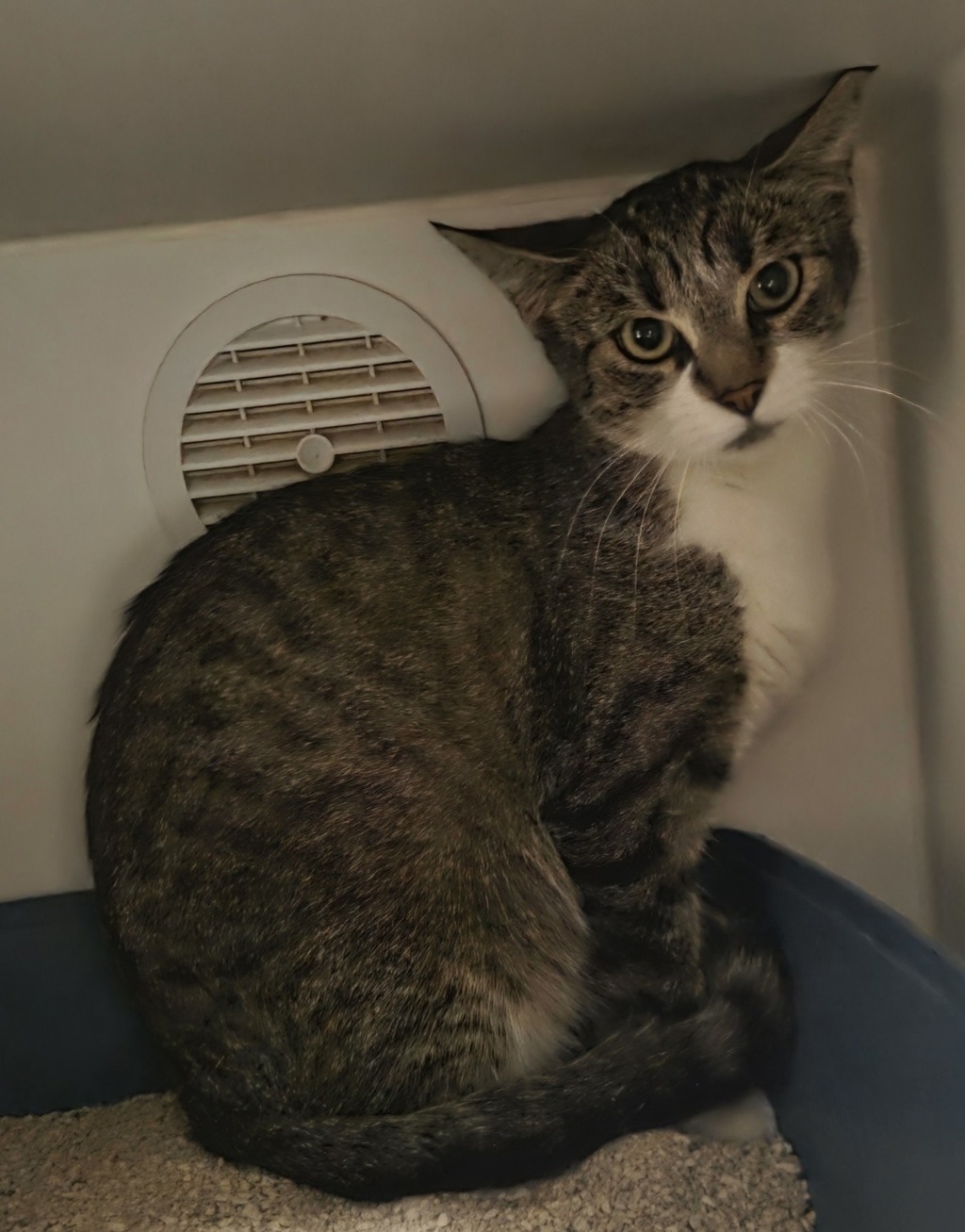 Shelter Stray Female Cat last seen Near N 2nd Street, El Cajon, CA, 92021, El Cajon, CA 92020, USA