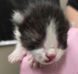 Shelter Stray Male Cat last seen Near N 2nd Street, El Cajon, CA, 92021, El Cajon, CA 92020, USA