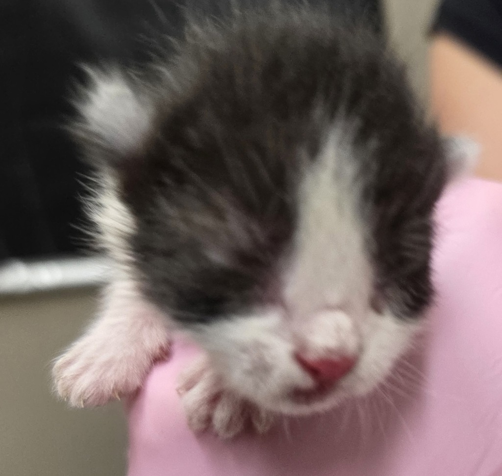 Shelter Stray Male Cat last seen Near N 2nd Street, El Cajon, CA, 92021, El Cajon, CA 92020, USA