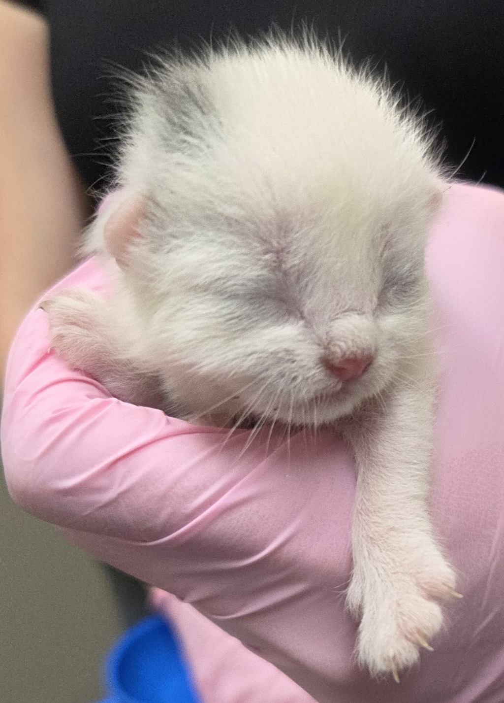 Shelter Stray Female Cat last seen Near N 2nd Street, El Cajon, CA, 92021, El Cajon, CA 92020, USA