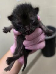 Shelter Stray Female Cat last seen Near N 2nd Street, El Cajon, CA, 92021, El Cajon, CA 92020, USA