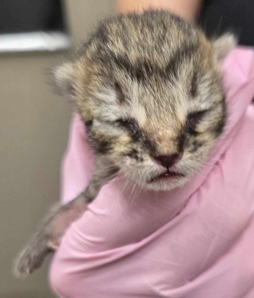 Shelter Stray Male Cat last seen Near N 2nd Street, El Cajon, CA, 92021, El Cajon, CA 92020, USA