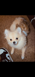 Lost Female Dog last seen George dieter, El Paso, TX 79936