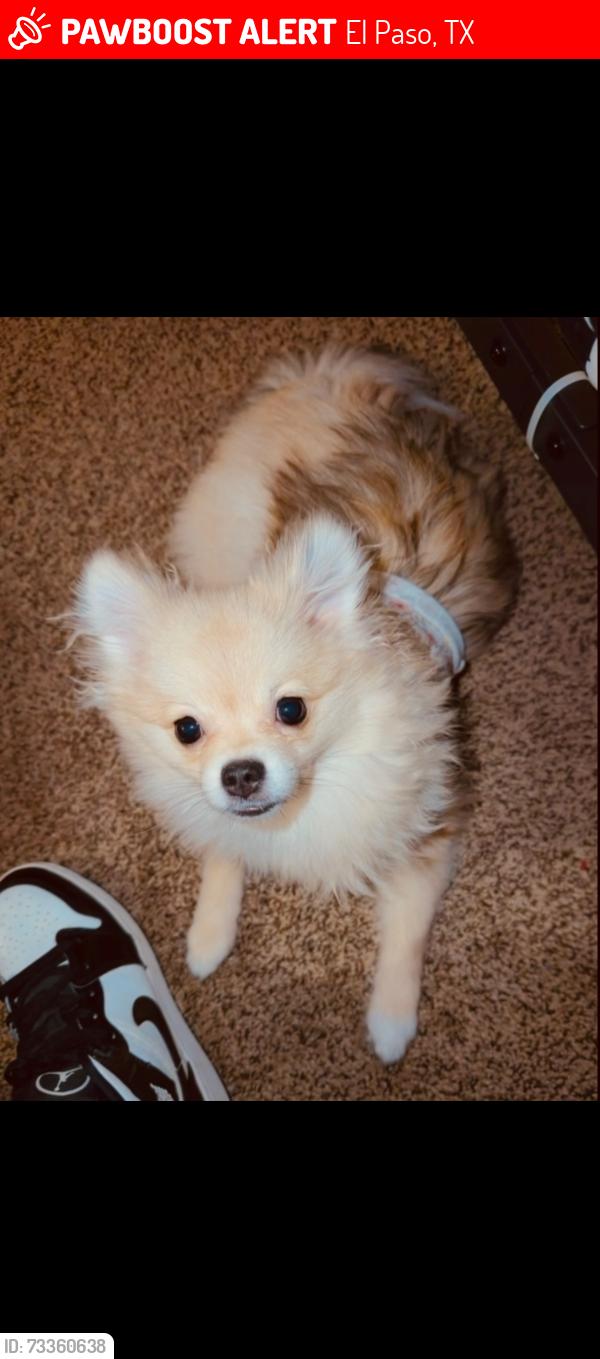 Lost Female Dog last seen George dieter, El Paso, TX 79936