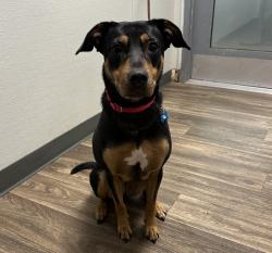 Shelter Stray Female Dog last seen De Mar Trails Road, San Diego, CA, 92130, 5500 Gaines St, San Diego, CA 92110, USA