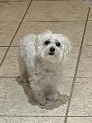 Found/Stray Female Dog last seen Larchmont and Brand, Richardson, TX 75082