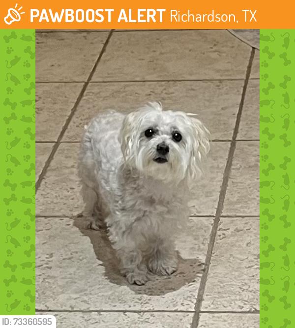 Found/Stray Female Dog last seen Larchmont and Brand, Richardson, TX 75082