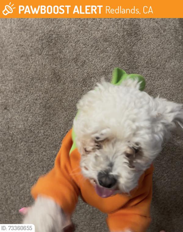 Found/Stray Female Dog last seen Occidental, Redlands, CA 92374