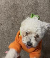 Found/Stray Female Dog last seen Occidental, Redlands, CA 92374