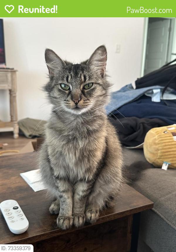 Reunited Female Cat last seen Near Ada Ave., Harrah, OK, USA, Harrah, OK 74851