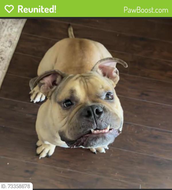 Reunited Male Dog last seen Sycamore school road and Colfax Ln, Fort Worth, TX 76134