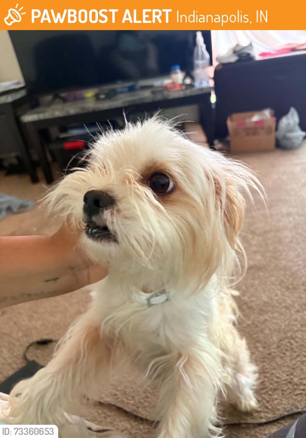 Found/Stray Female Dog last seen N. Tibbs and Lawnview Ln, Indianapolis, IN 46222
