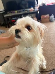 Found/Stray Female Dog last seen N. Tibbs and Lawnview Ln, Indianapolis, IN 46222