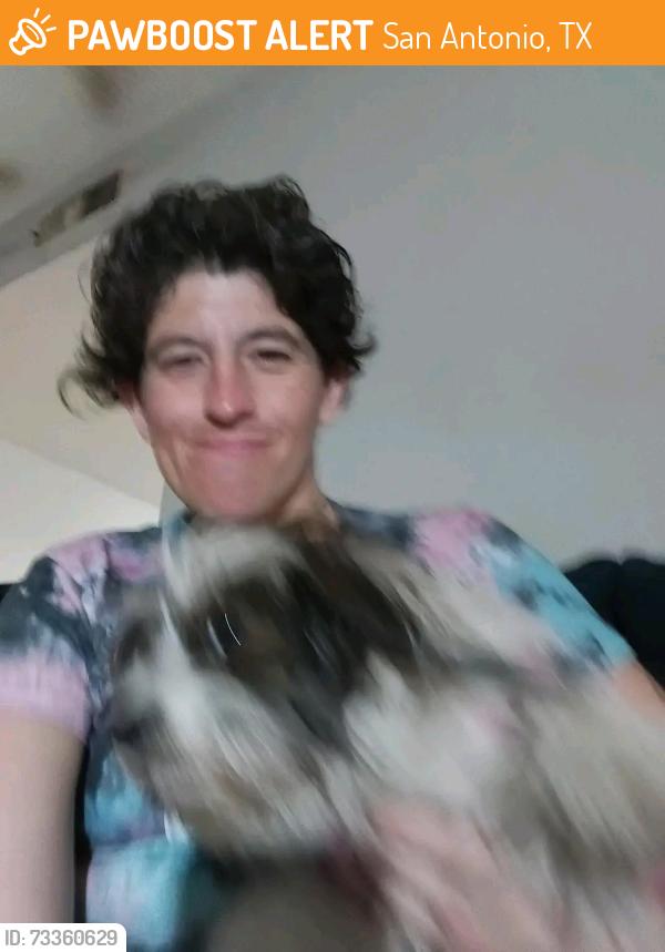Lost Female Dog last seen Near Goldfield dr, San Antonio, TX 78218