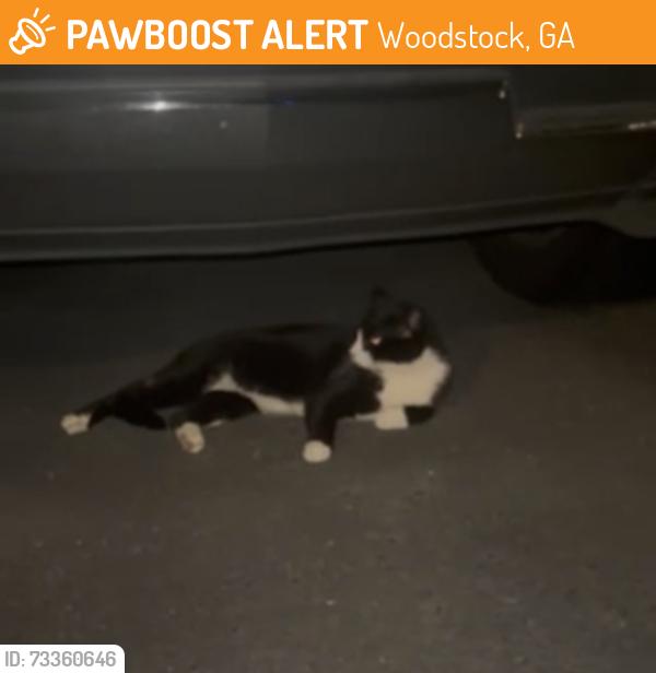 Found/Stray Unknown Cat last seen Swanee Lane off of Holly Springs Pkwy, Woodstock, GA 30188