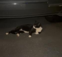 Found/Stray Unknown Cat last seen Swanee Lane off of Holly Springs Pkwy, Woodstock, GA 30188
