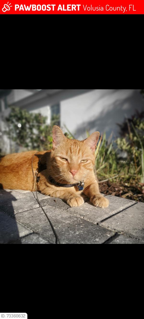 Lost Male Cat last seen John Anderson Dr, Volusia County, FL 32176