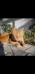 Lost Male Cat last seen John Anderson Dr, Volusia County, FL 32176