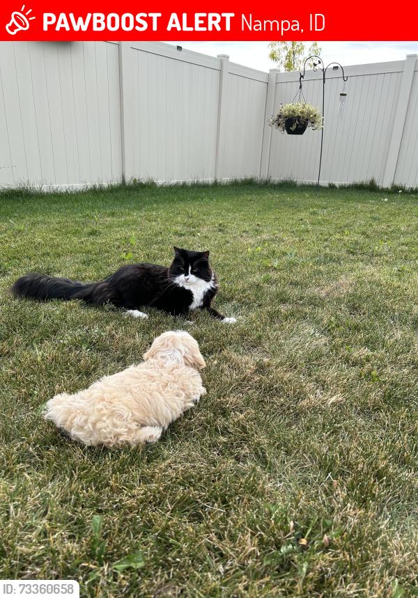 Lost Male Cat last seen Cherry lane, Nampa, ID 83687