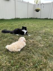 Lost Male Cat last seen Cherry lane, Nampa, ID 83687