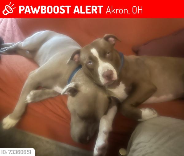 Lost Female Dog last seen Cuyahoga falls ave, Akron, OH 44310