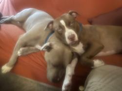 Lost Female Dog last seen Cuyahoga falls ave, Akron, OH 44310