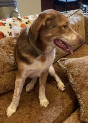 Found/Stray Male Dog last seen Fenwick Pool, Edmond, OK 73012