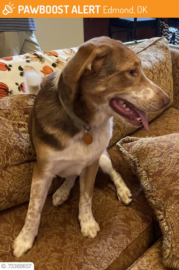 Found/Stray Male Dog last seen Fenwick Pool, Edmond, OK 73012