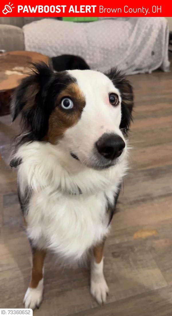 Lost Female Dog last seen Between Upper Five Mile East Road and Sterling Run, Brown County, OH 45118