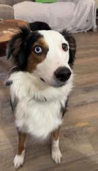 Lost Female Dog last seen Between Upper Five Mile East Road and Sterling Run, Brown County, OH 45118
