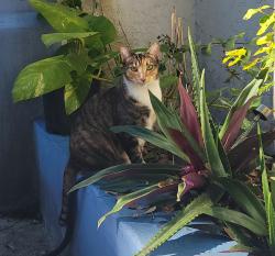 Lost Female Cat last seen Between E Sunrise Blvd and 19th ave on Nw 15th ave, Fort Lauderdale, FL 33311