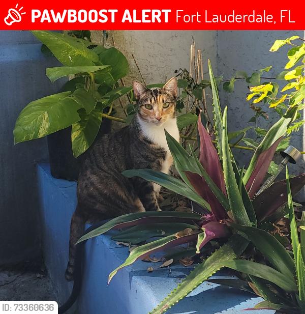 Lost Female Cat last seen Between E Sunrise Blvd and 19th ave on Nw 15th ave, Fort Lauderdale, FL 33311