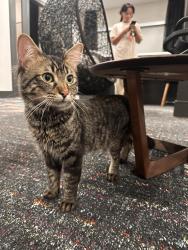 Found/Stray Unknown Cat last seen Jain lane austin Texas, Austin, TX 78721
