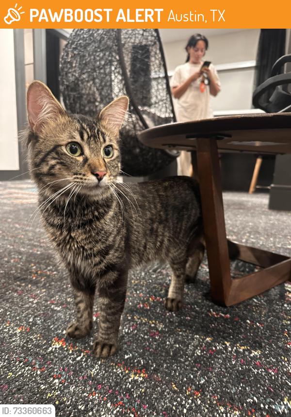 Found/Stray Unknown Cat last seen Jain lane austin Texas, Austin, TX 78721