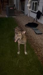 Reunited Female Dog last seen Acres Green Drive and Park Medows Drive, Lone Tree, CO 80124