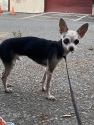 Found/Stray Unknown Dog last seen San Leandro and high street. Near eagle gas station, Oakland, CA 94601