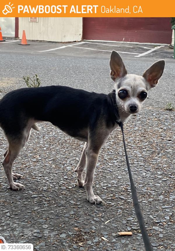 Found/Stray Unknown Dog last seen San Leandro and high street. Near eagle gas station, Oakland, CA 94601