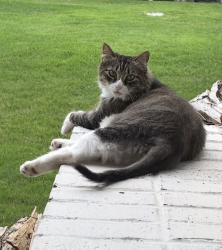 Lost Female Cat last seen Bright Heights and Laughter, Hernando, MS 38632